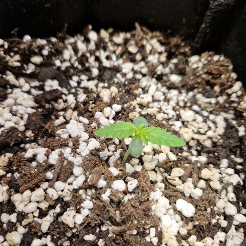 Autumn growlog photo: Starting to grow above soil. Roots seem to have taken well. No nutes yet as she hasn't needed them. 