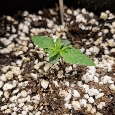 Autumn growlog timeline photo