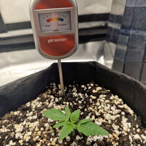 Autumn growlog timeline photo