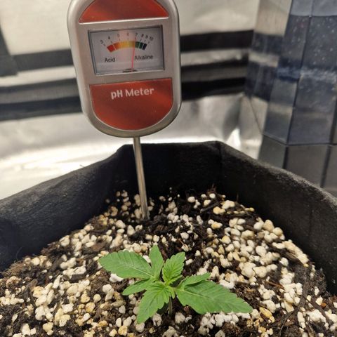 Autumn growlog timeline photo