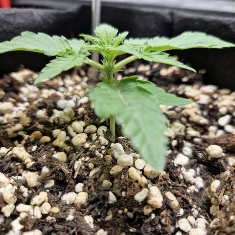 Autumn growlog timeline photo