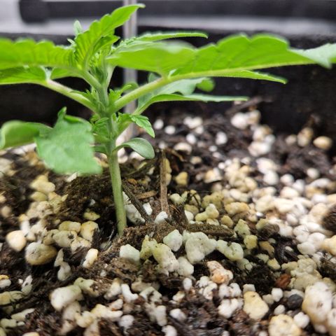 Autumn growlog timeline photo