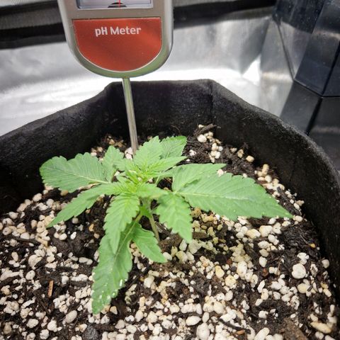 Autumn growlog timeline photo