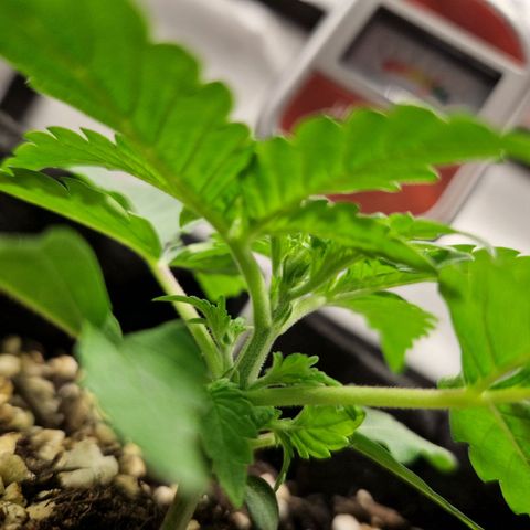 Autumn growlog timeline photo