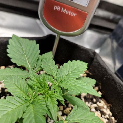 Autumn growlog timeline photo