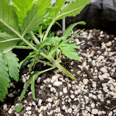 Autumn growlog timeline photo