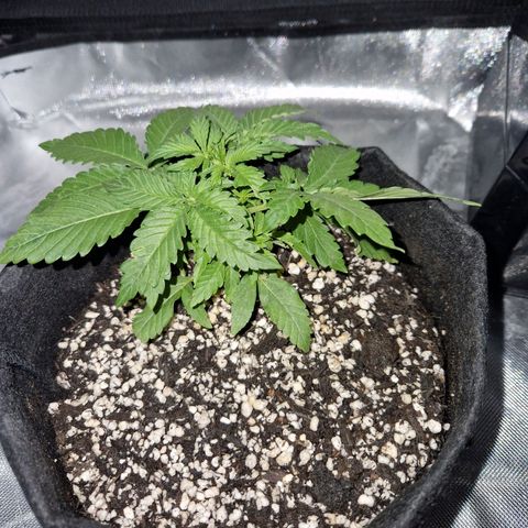 Autumn growlog timeline photo