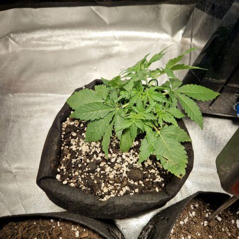 Autumn growlog timeline photo
