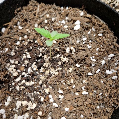 Brabara growlog timeline photo