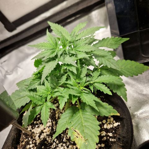 Autumn growlog photo: Discoloration of leaves. Unsure if nutrient defficieny or result of lst. Gave a little extra nutes to check.