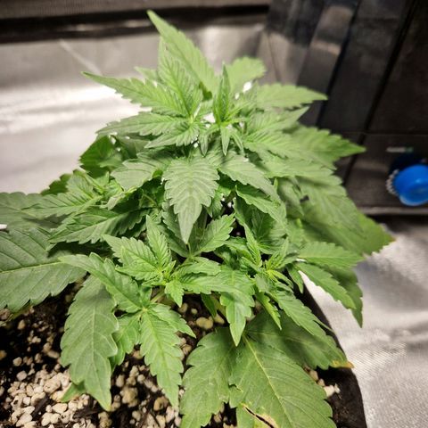 Autumn growlog photo: Discoloration of leaves. Unsure if nutrient defficieny or result of lst. Gave a little extra nutes to check.