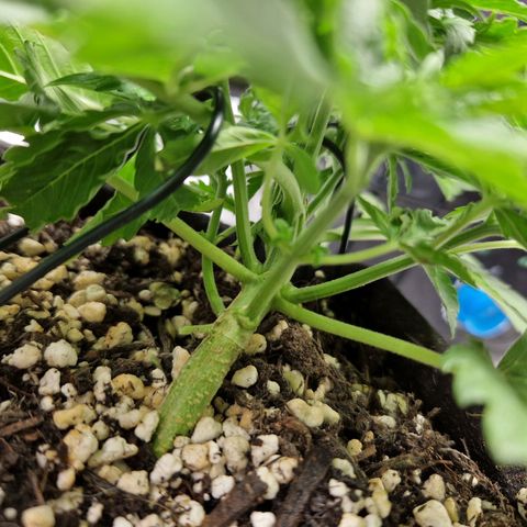 Autumn growlog photo: Discoloration of leaves. Unsure if nutrient defficieny or result of lst. Gave a little extra nutes to check.