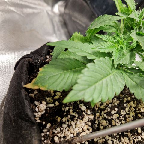 Autumn growlog photo: Discoloration of leaves. Unsure if nutrient defficieny or result of lst. Gave a little extra nutes to check.