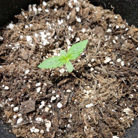 Camilla growlog timeline photo