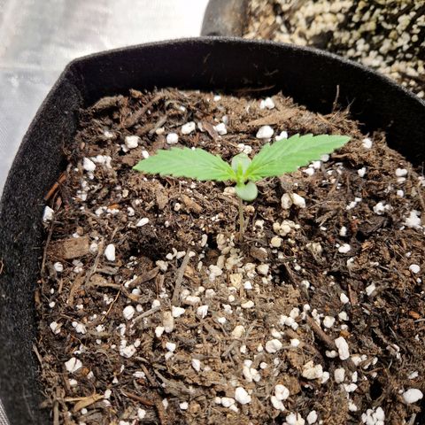 Brabara growlog timeline photo