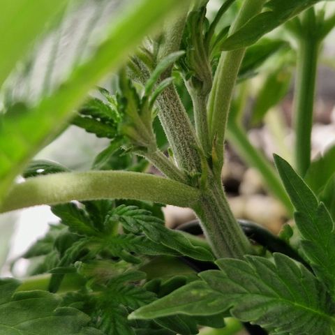 Autumn growlog photo: Showing signs of sex. Pistils I see???