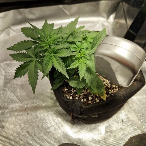 Autumn growlog timeline photo