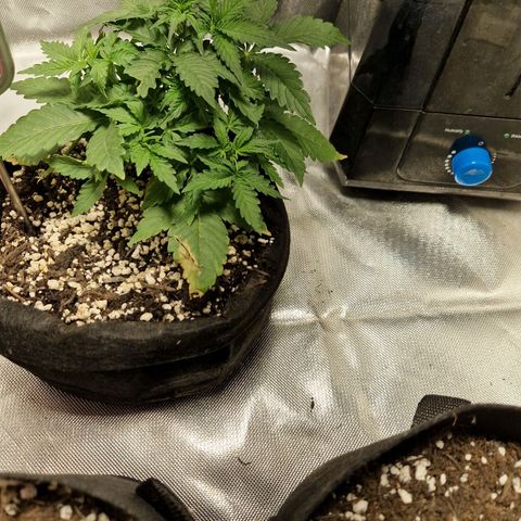 Autumn growlog timeline photo