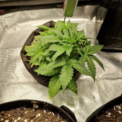 Autumn growlog timeline photo