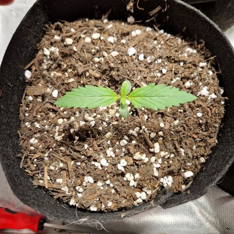 Camilla growlog timeline photo