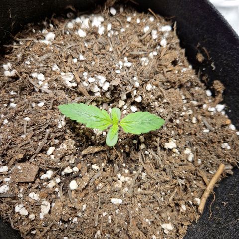 Brabara growlog timeline photo