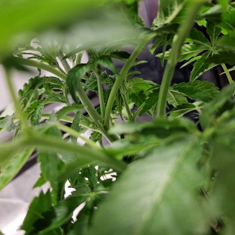 Autumn growlog photo: Preflower looking to begin. Definitely looks female to me. Some pistols showing.