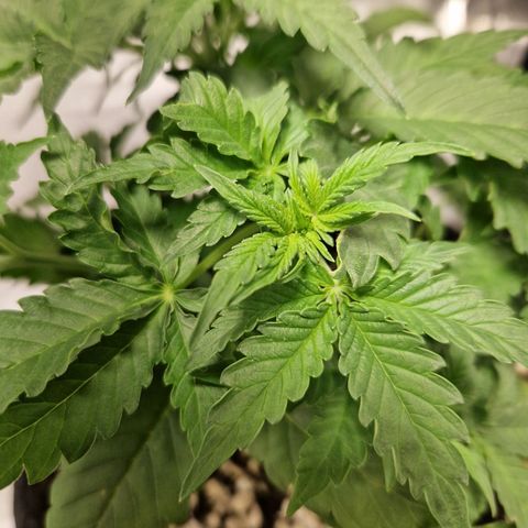 Autumn growlog photo: Preflower looking to begin. Definitely looks female to me. Some pistols showing.