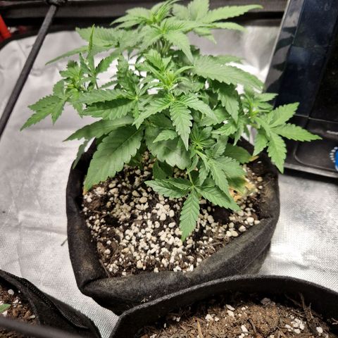 Autumn growlog photo: Preflower looking to begin. Definitely looks female to me. Some pistols showing.