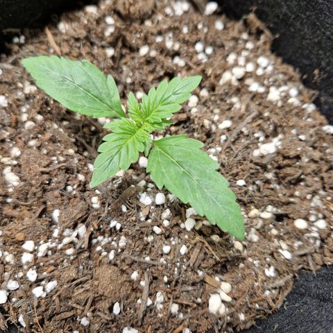 Camilla growlog timeline photo