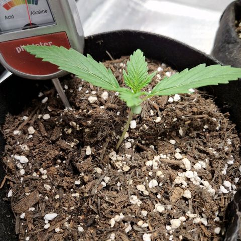 Brabara growlog timeline photo