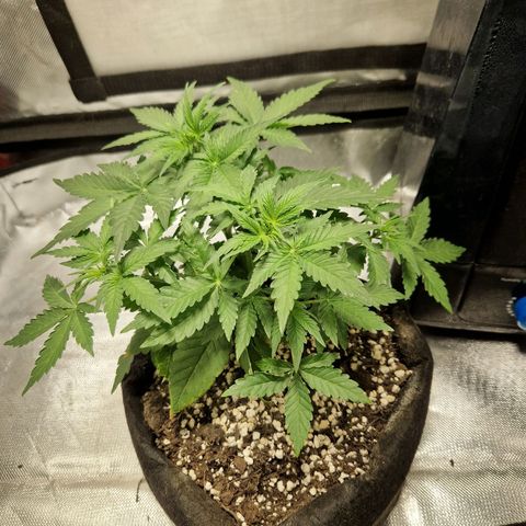 Autumn growlog photo: Starting to stretch