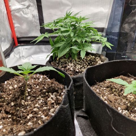 Autumn growlog photo: Starting to stretch