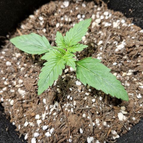 Camilla growlog timeline photo