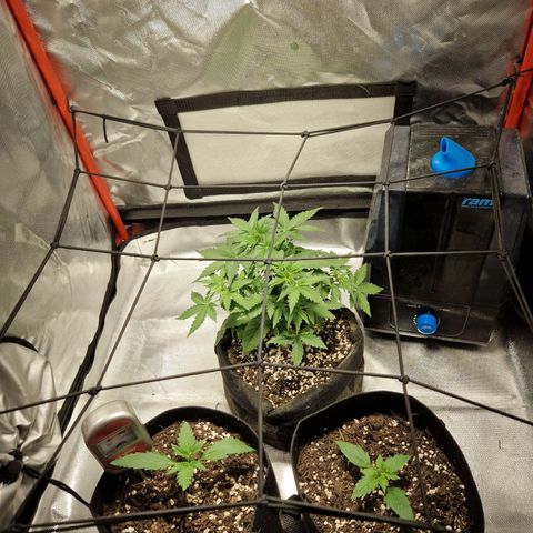 Brabara growlog timeline photo
