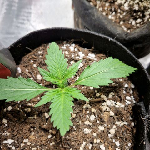 Brabara growlog timeline photo