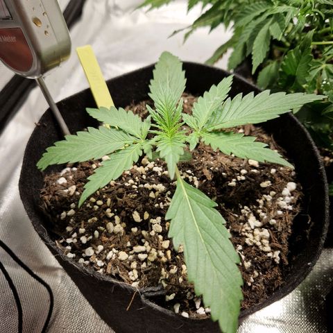 Brabara growlog timeline photo