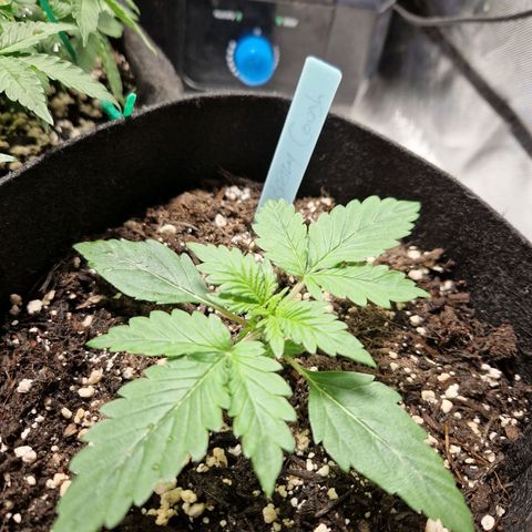 Camilla growlog timeline photo