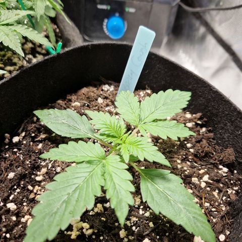 Camilla growlog timeline photo