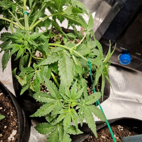 Autumn growlog timeline photo