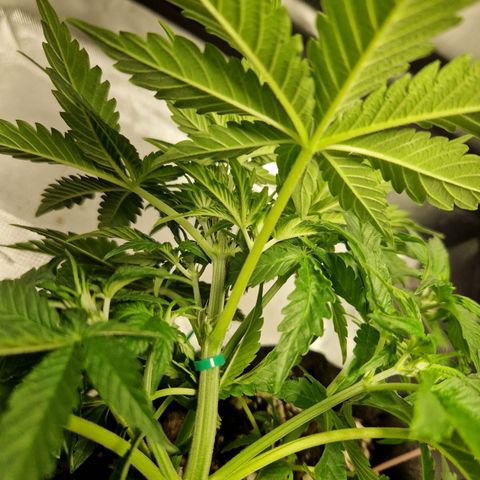 Autumn growlog timeline photo