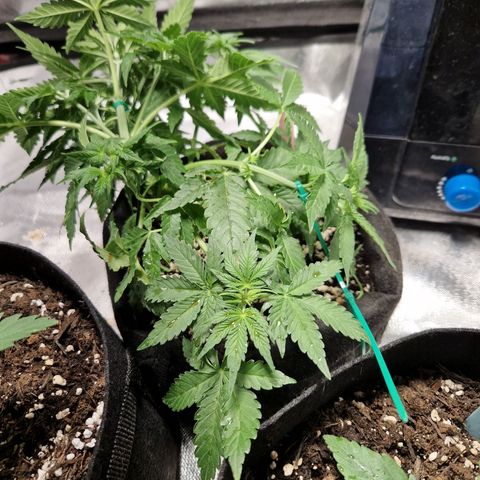 Autumn growlog timeline photo