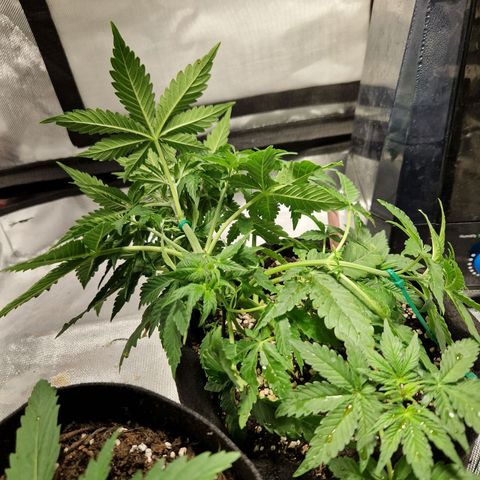 Autumn growlog timeline photo