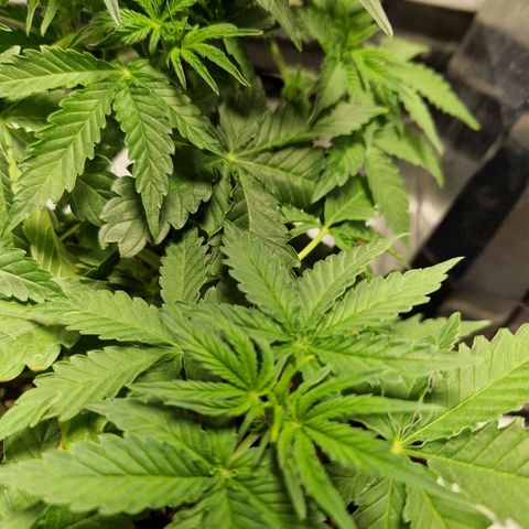 Autumn growlog timeline photo