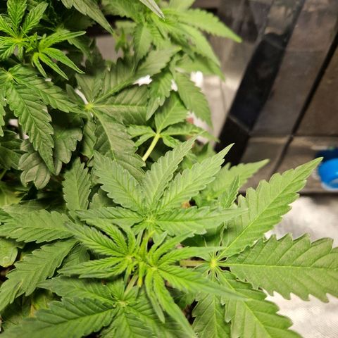 Autumn growlog timeline photo