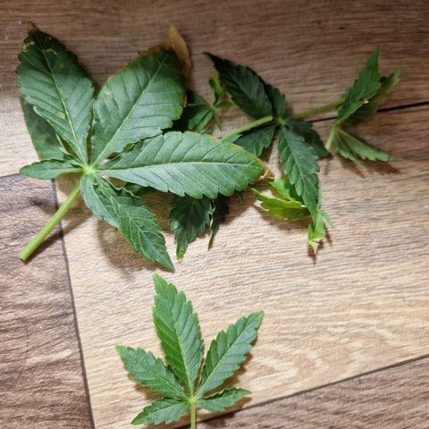 Autumn growlog timeline photo