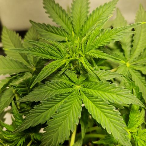 Autumn growlog timeline photo