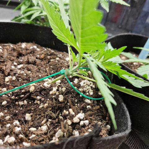 Brabara growlog timeline photo