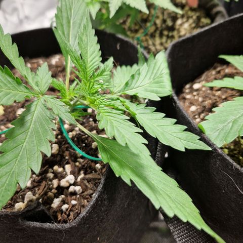 Brabara growlog timeline photo