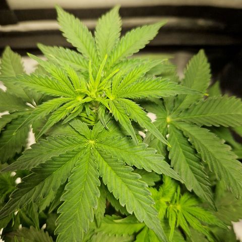 Autumn growlog timeline photo