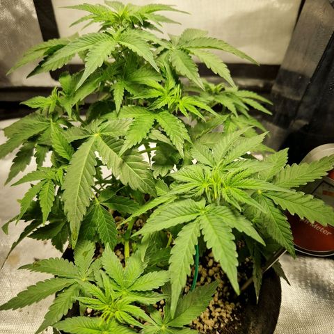 Autumn growlog timeline photo